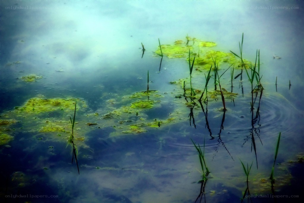 Reeds in a calm pond