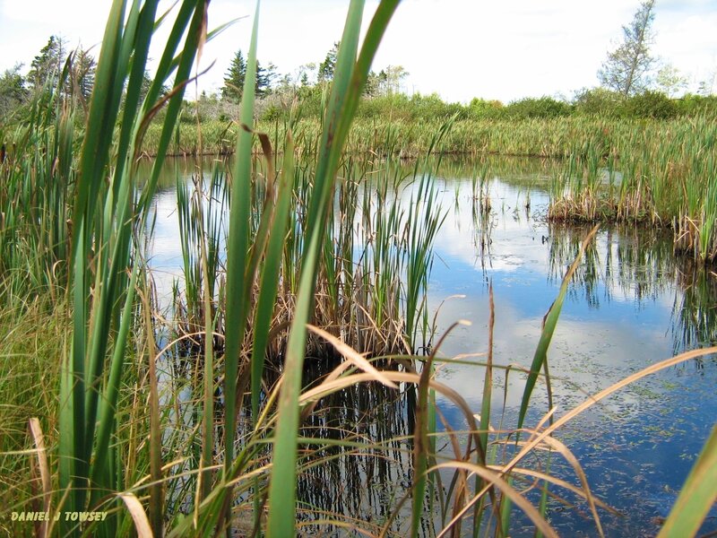 Reeds in a calm pond