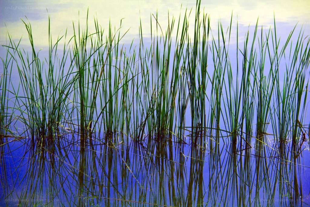 Reeds in a calm pond