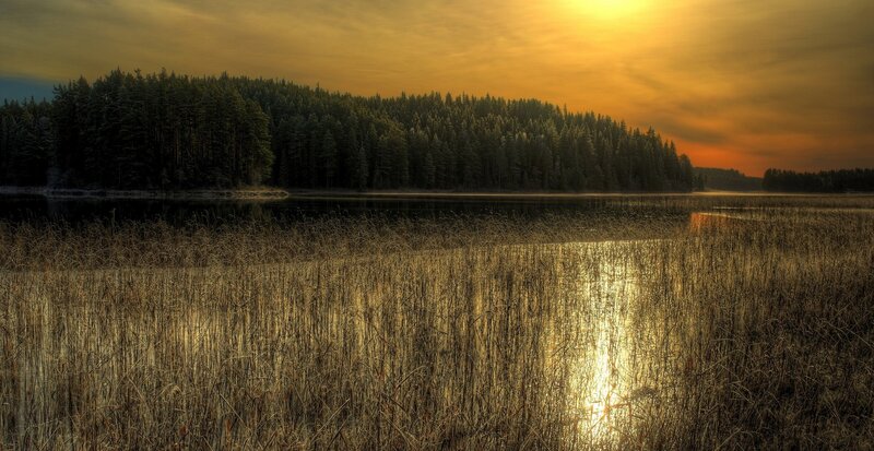 Reeds in a Lake at Sunset — Gold
