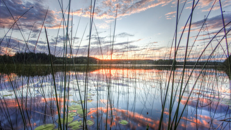 Reeds in a Lake at Sunset — Orange