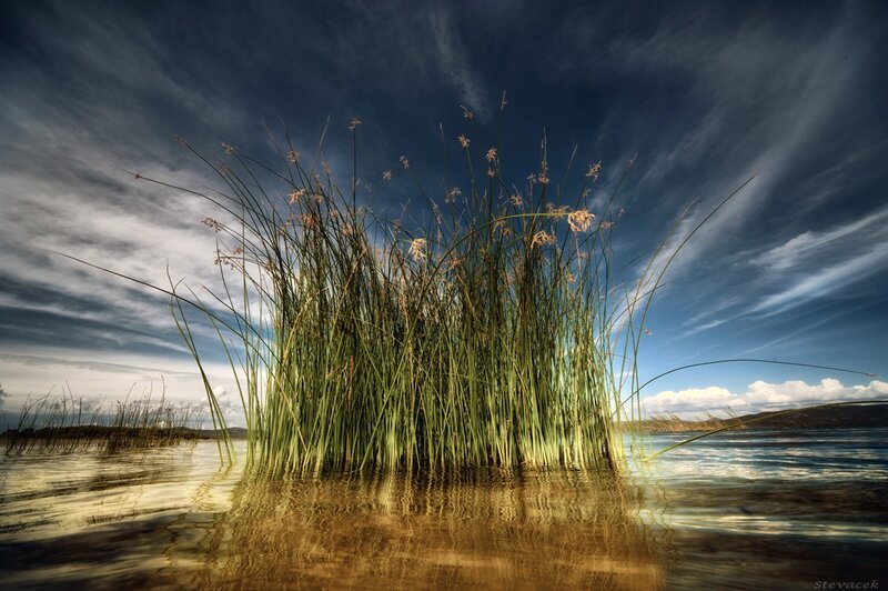 Reeds in a lake at sunset
