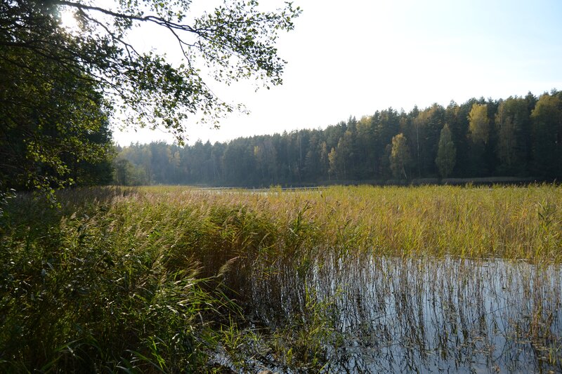 Reeds in a Lake — Green, Serene