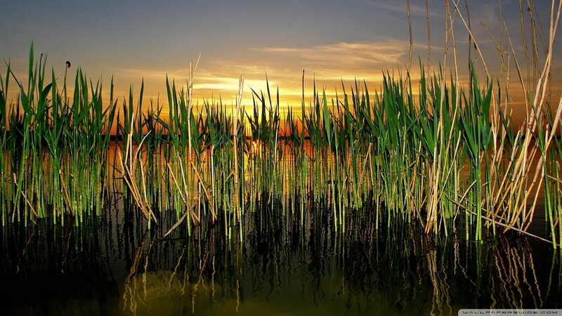 Reeds in a Lake — Green