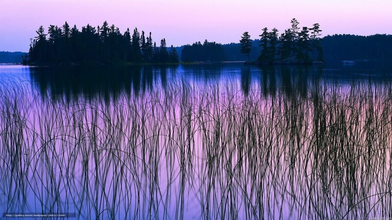 Reeds in a Lake — Purple