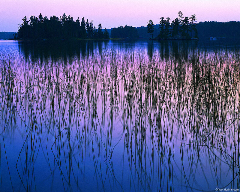 Reeds in a Lake