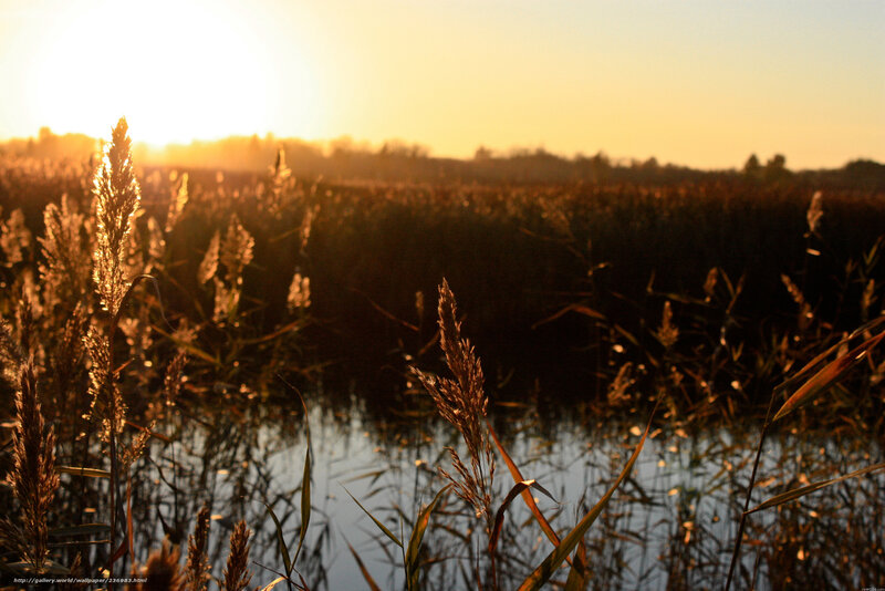 Reeds in a Marsh — Gold