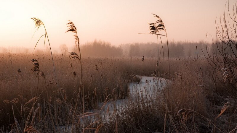 Reeds in a misty marsh