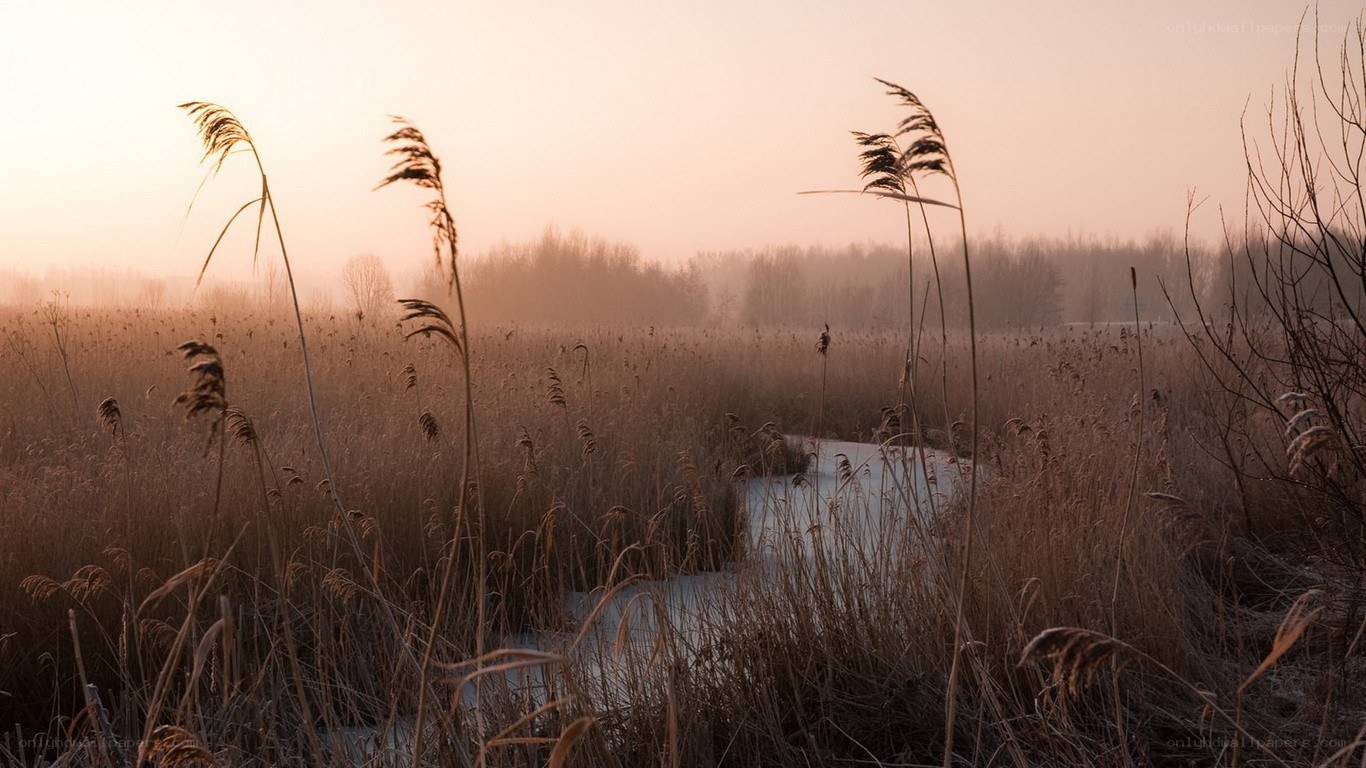 Reeds in a misty marsh