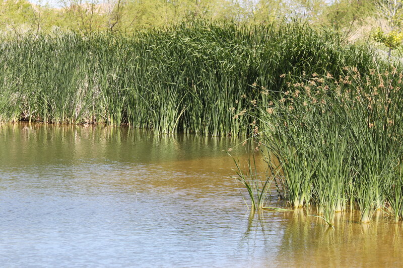 Reeds in a Pond — Green, Serene