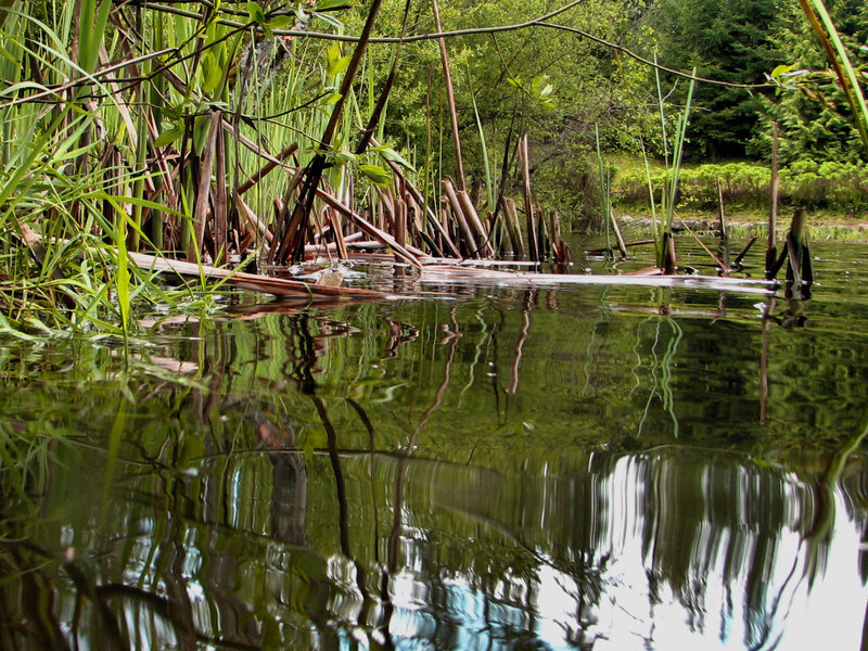 Reeds in a Pond — Green