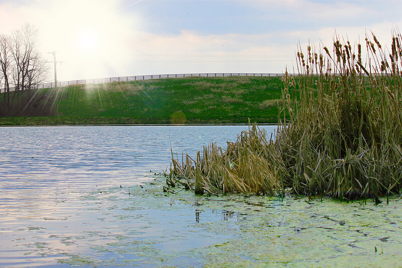 Reeds in a Pond