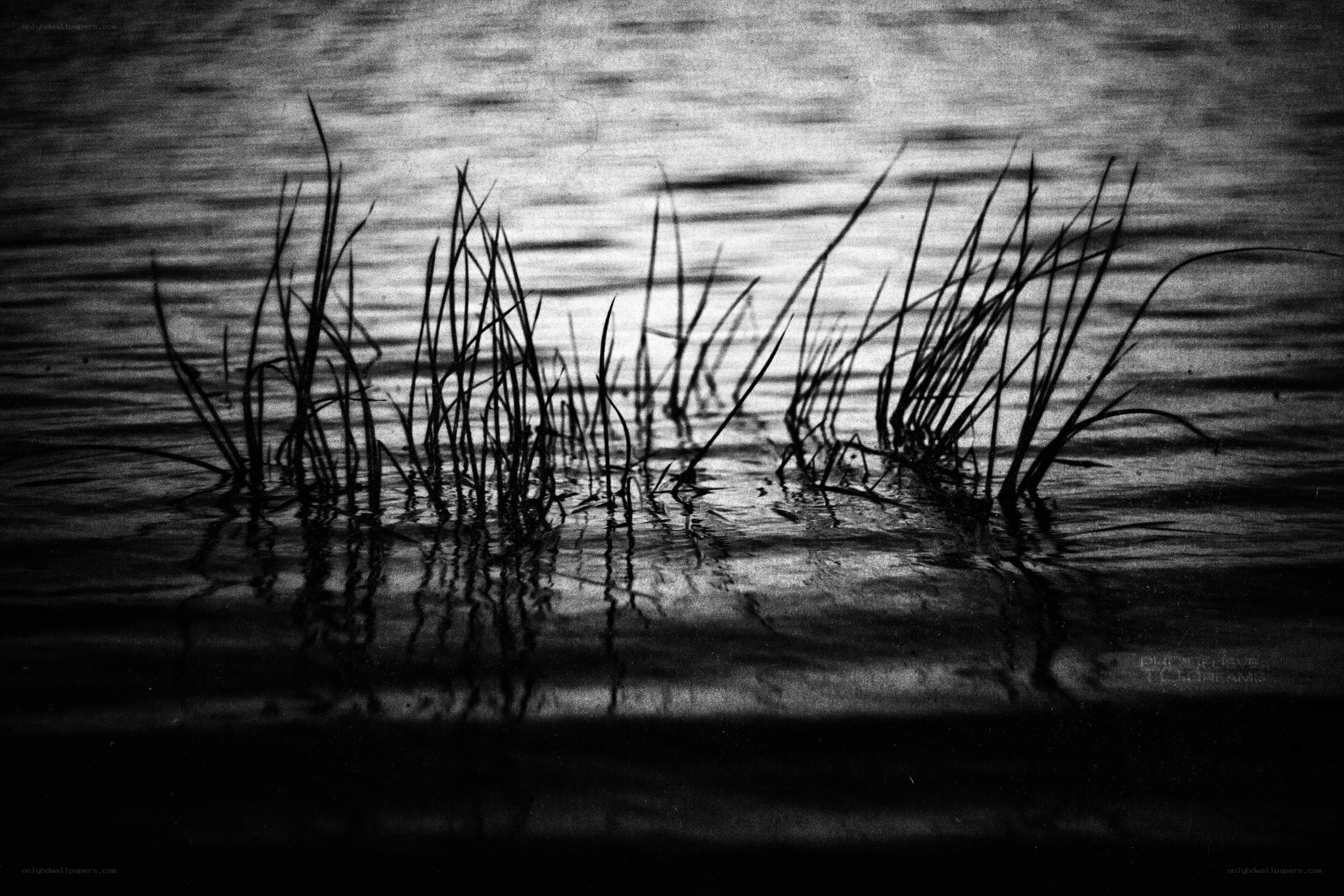 Reeds in a Still Pond