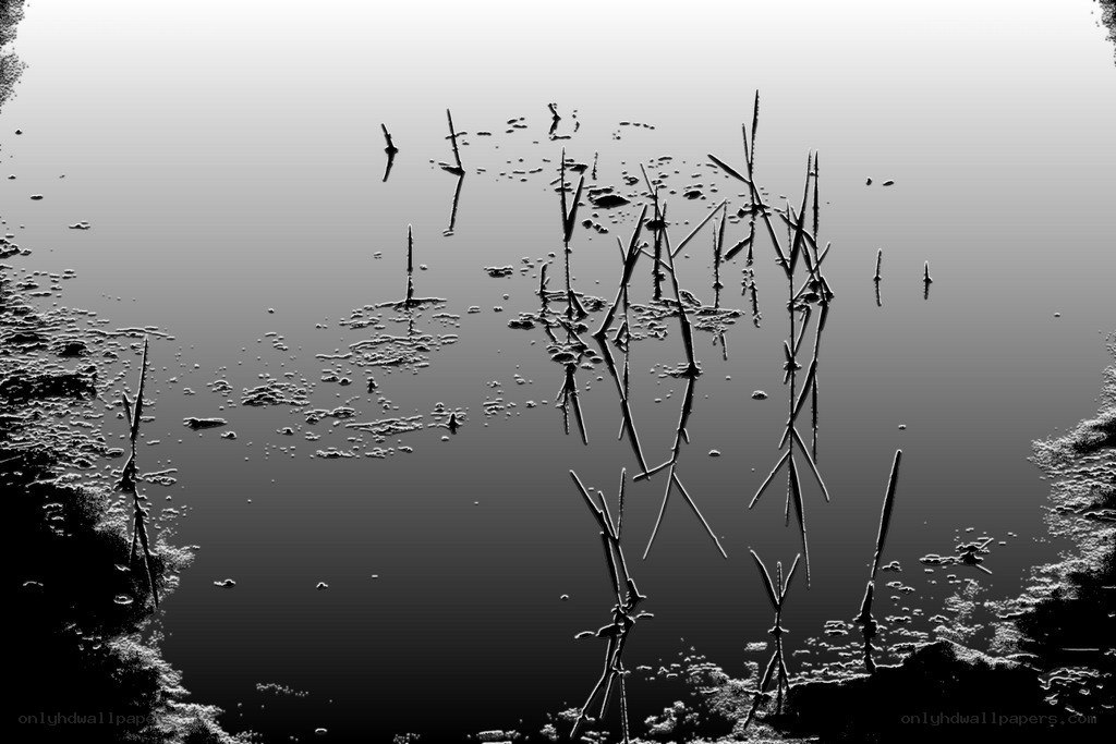 Reeds in a still pond