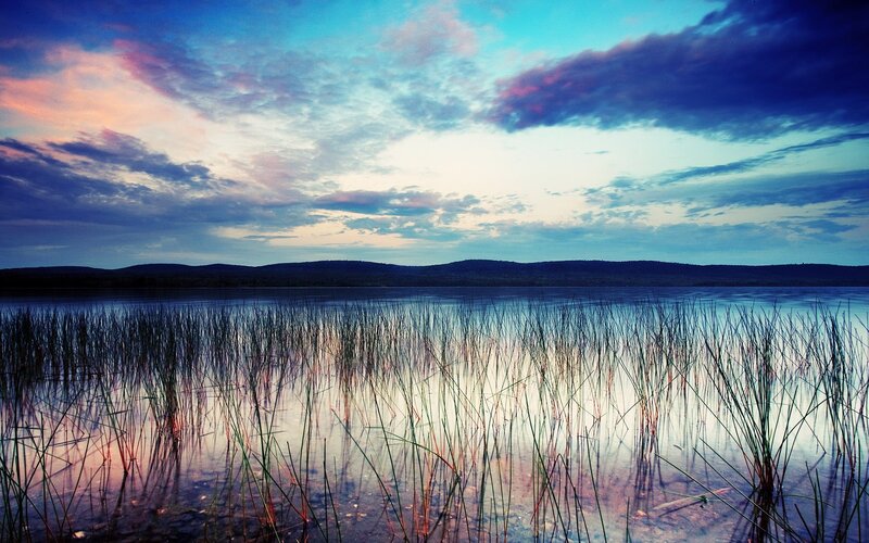 Reeds in Calm Lake — Blue, Serene
