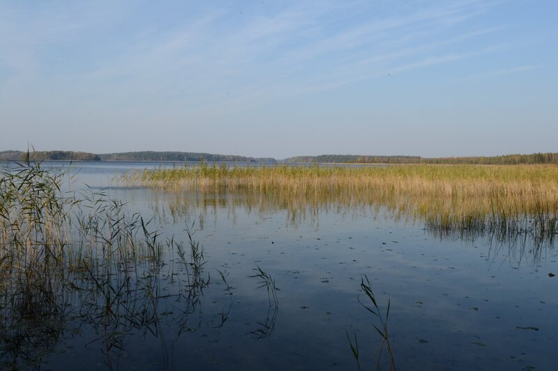 Reeds in Calm Lake — Blue