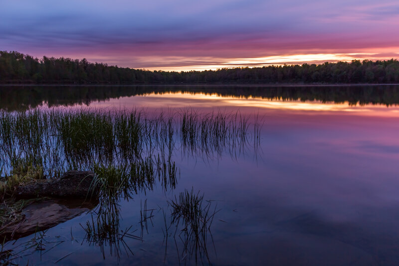 Reeds in Calm Lake — Purple
