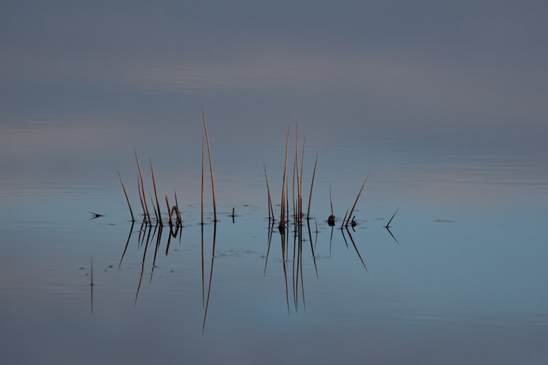 Reeds in calm water at dusk