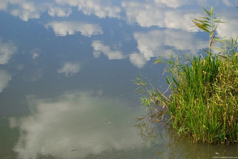 Reeds in Calm Water — Blue, Serene