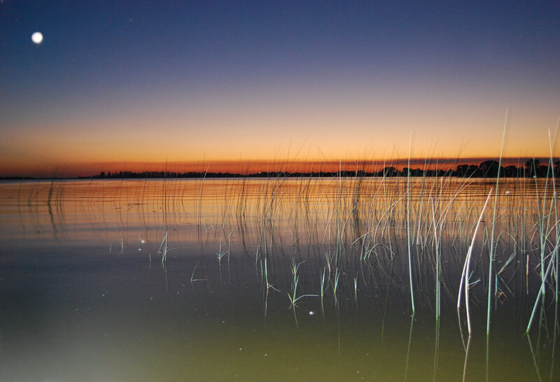 Reeds in Calm Water — Blue