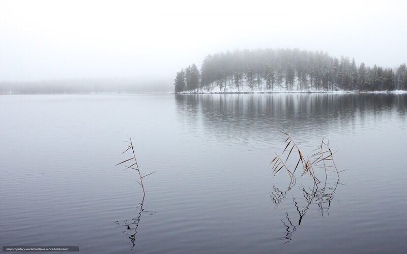 Reeds in Calm Water — Gray