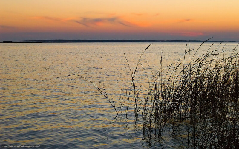 Reeds in Calm Water — Orange