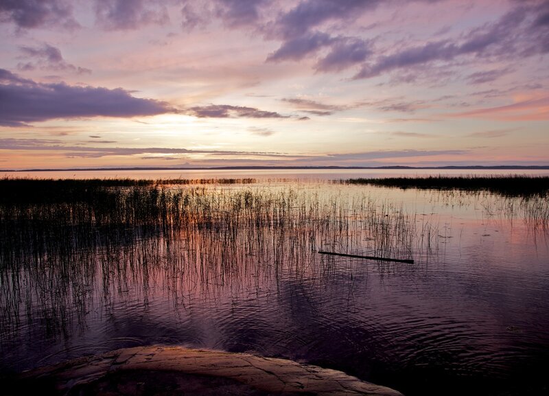 Reeds in Calm Water — Purple