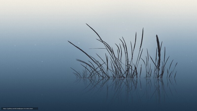 Reeds in calm water