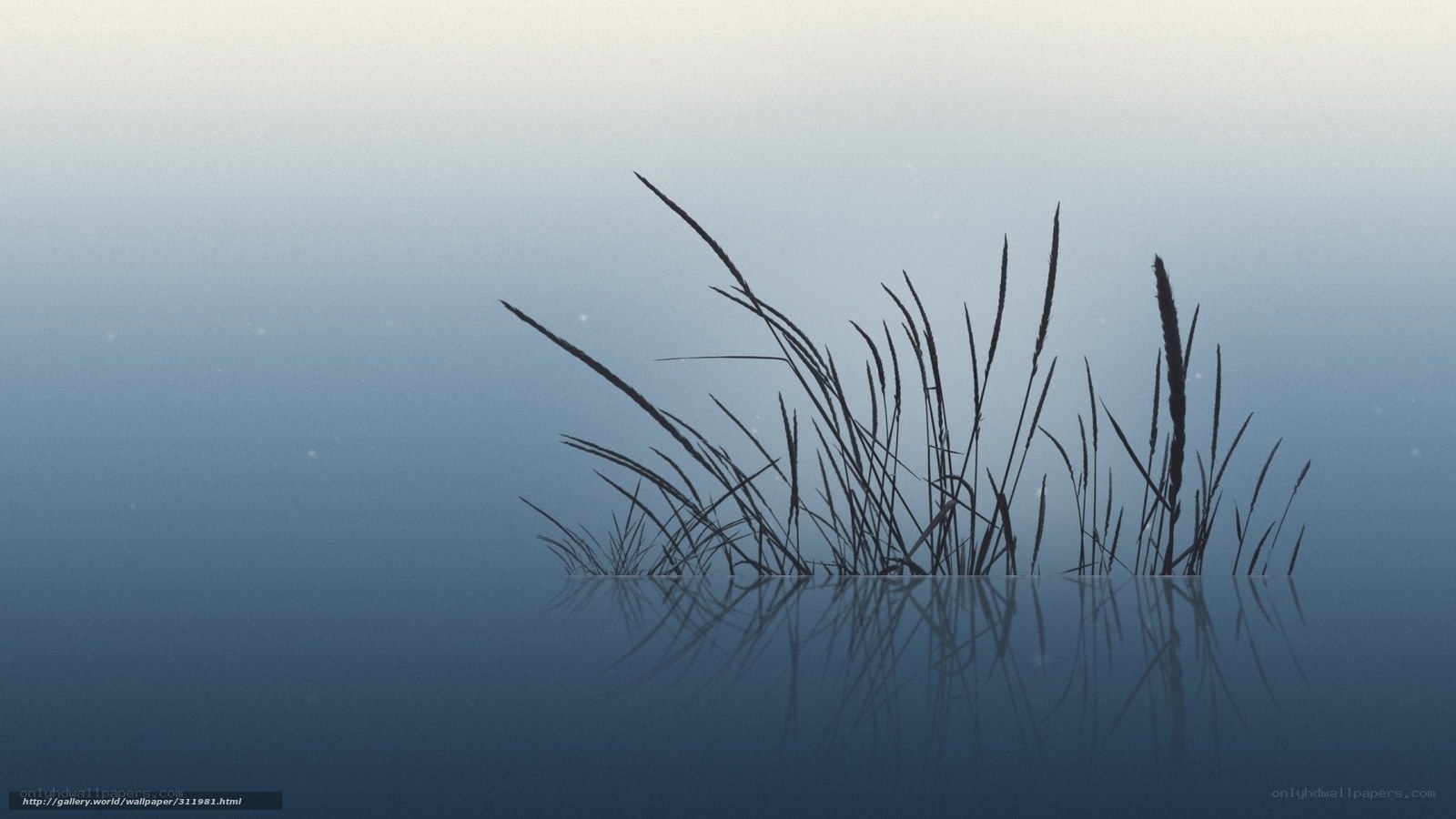 Reeds in calm water