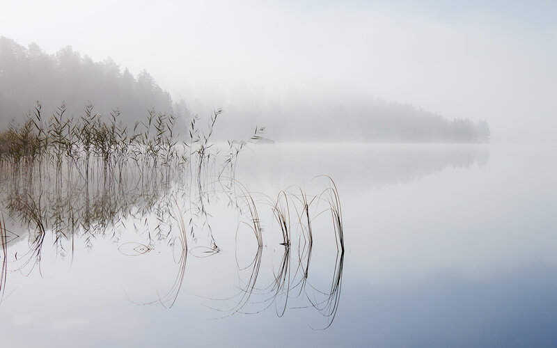 Reeds in Foggy Lake