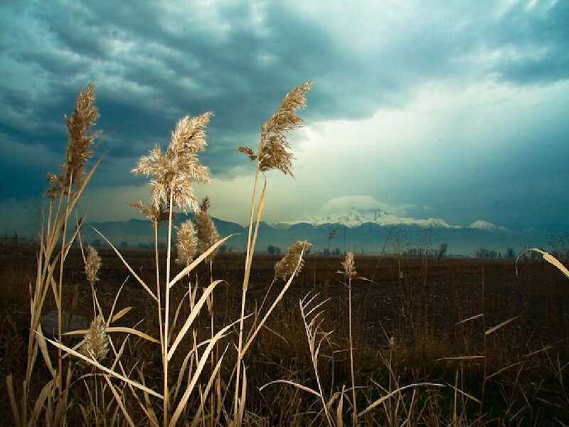Reeds in front of a mountain