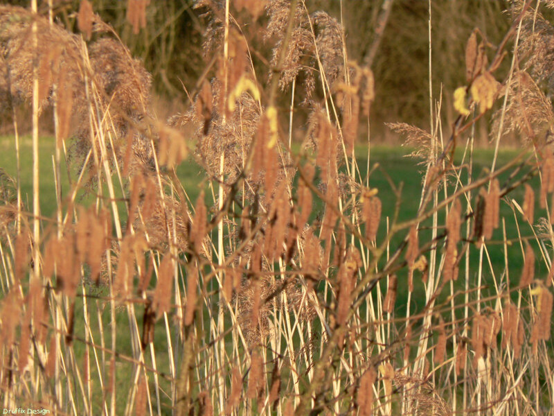 Reeds in golden light