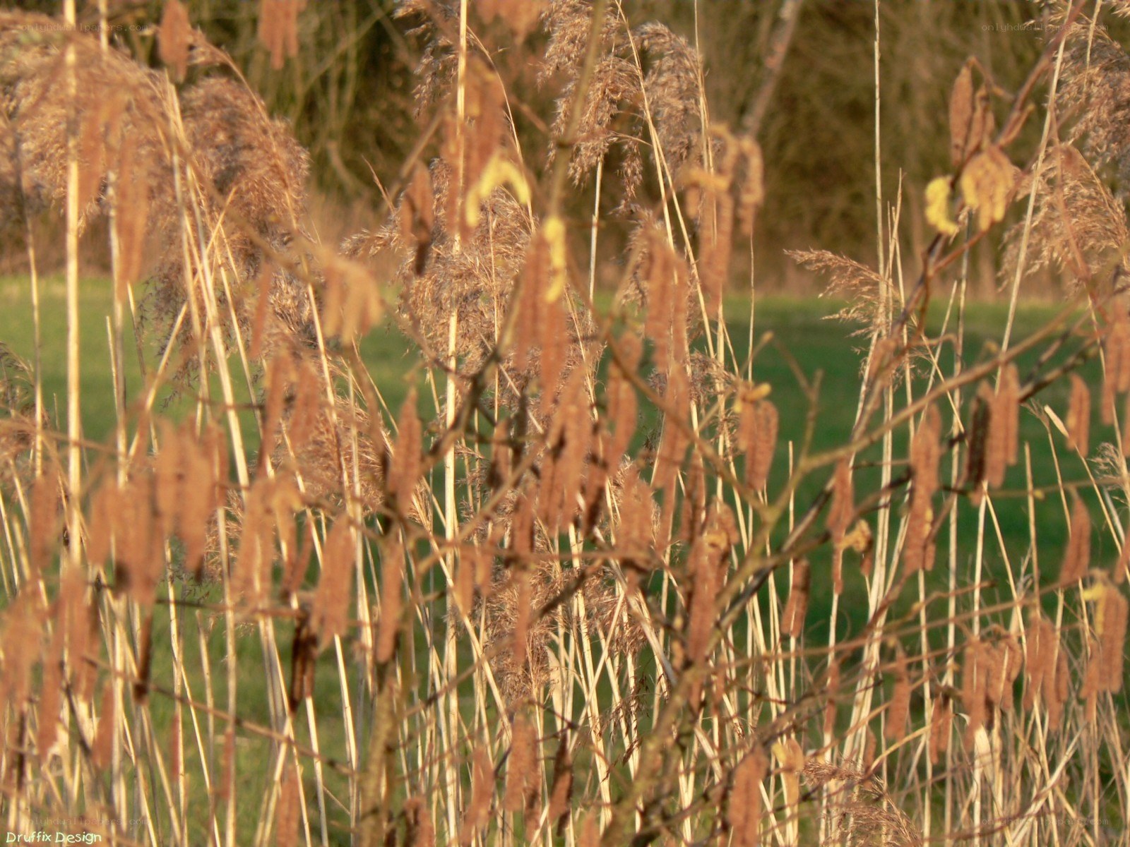 Reeds in golden light