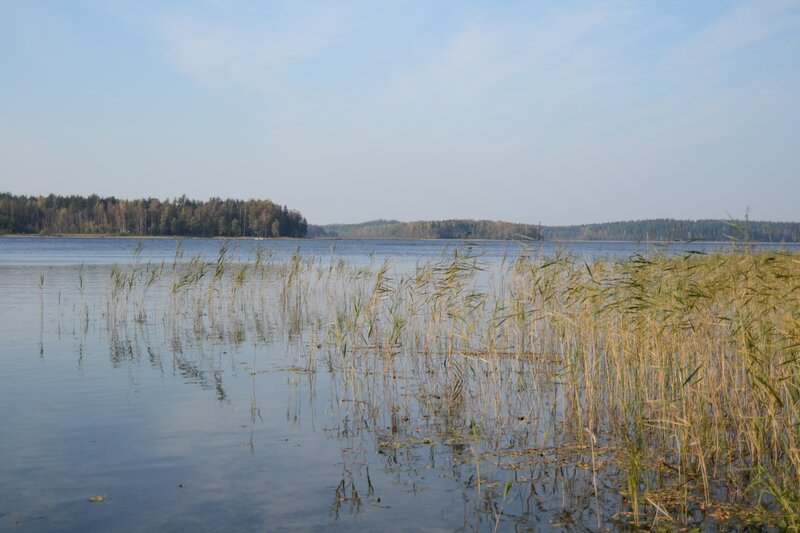 Reeds in Lake Water — Blue, Calm