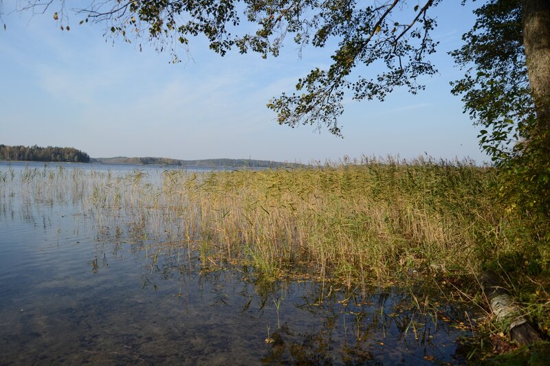 Reeds in Lake Water — Blue, Serene