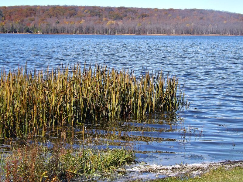 Reeds in Lake Water — Blue