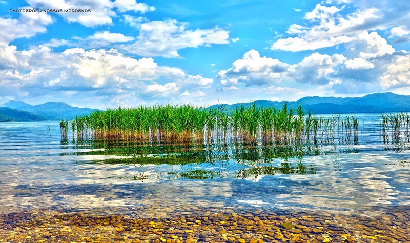 Reeds in Lake Water