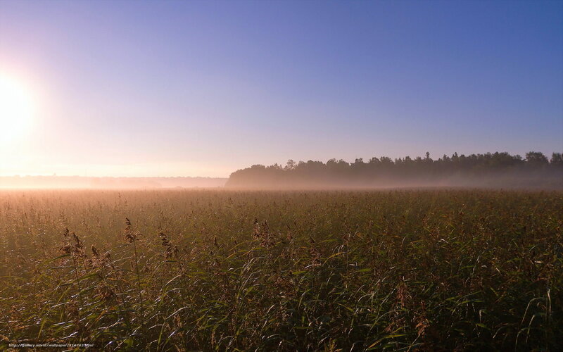 Reeds in Misty Field