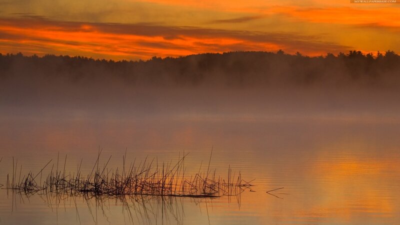Reeds in Misty Lake