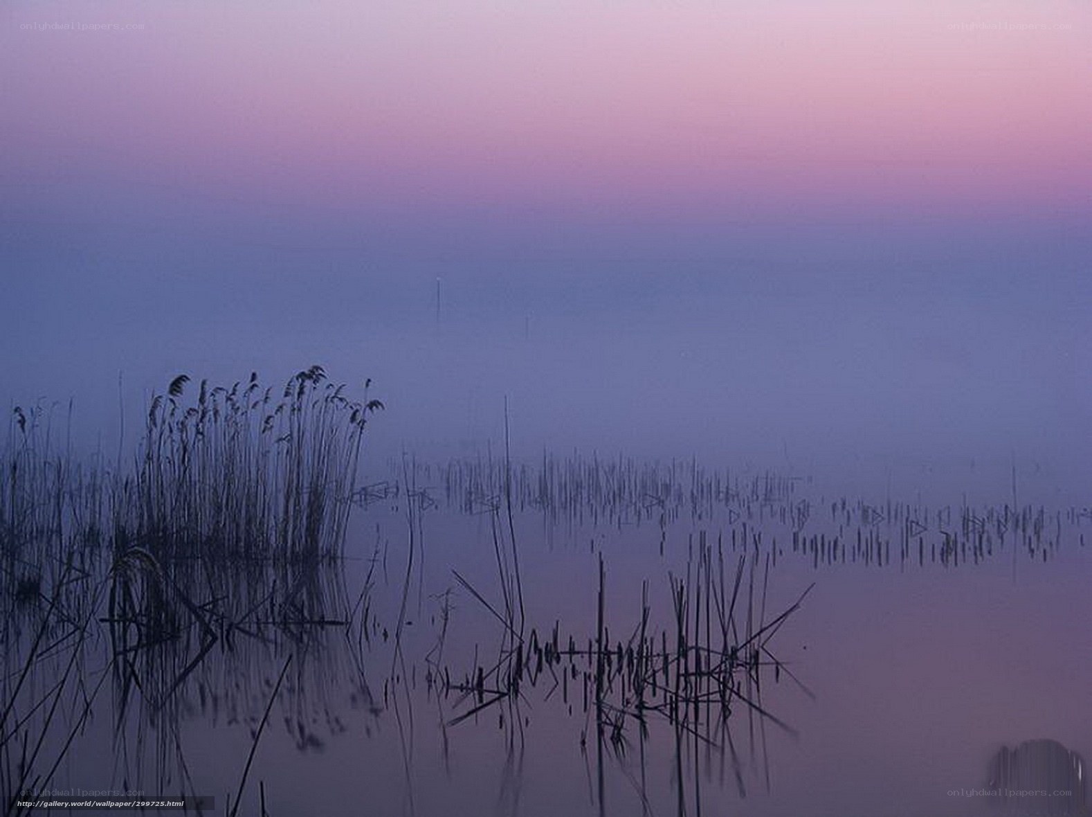 Reeds in misty twilight
