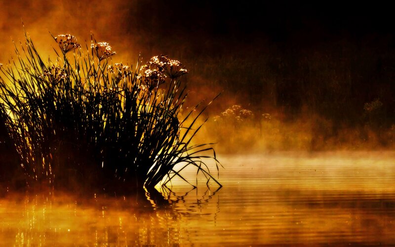 Reeds in Misty Water — Gold