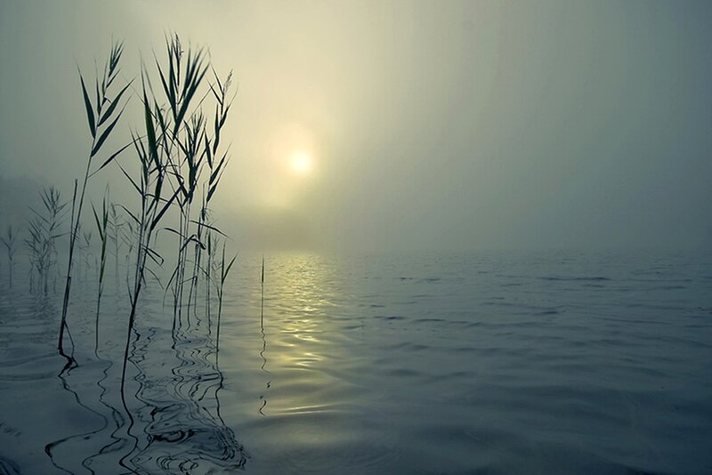 Reeds in Misty Water