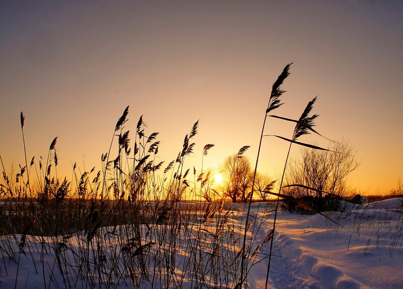 Reeds in Snow at Sunset