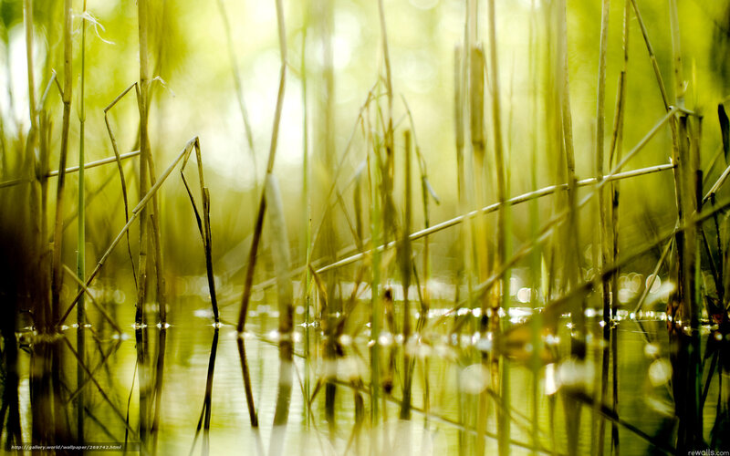 Reeds in Sunlight