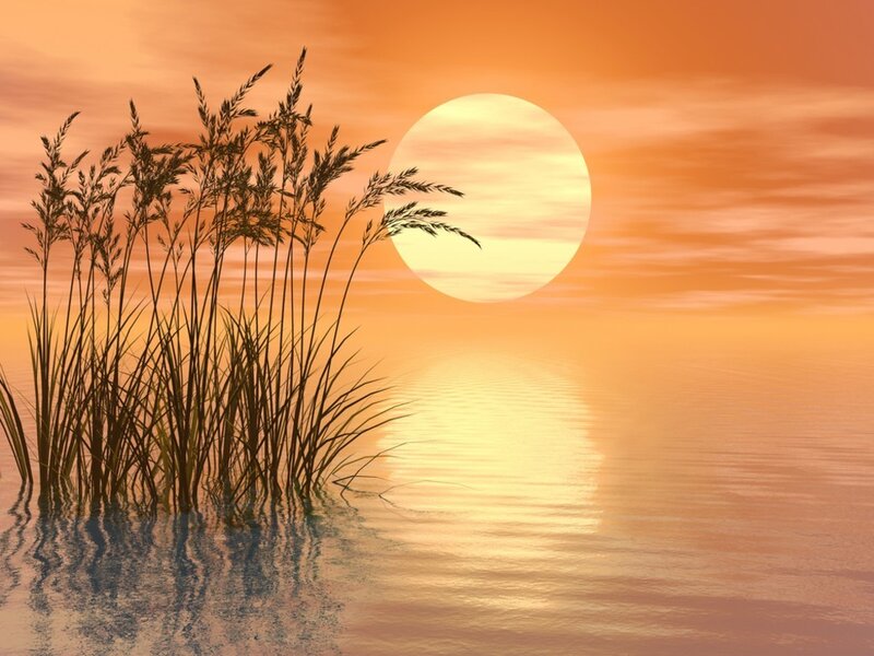 Reeds in Water at Sunset