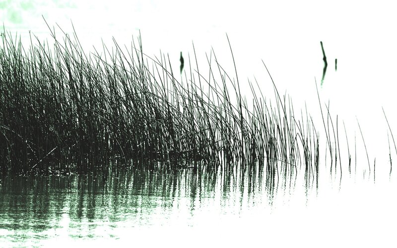 Reeds in Water — Black
