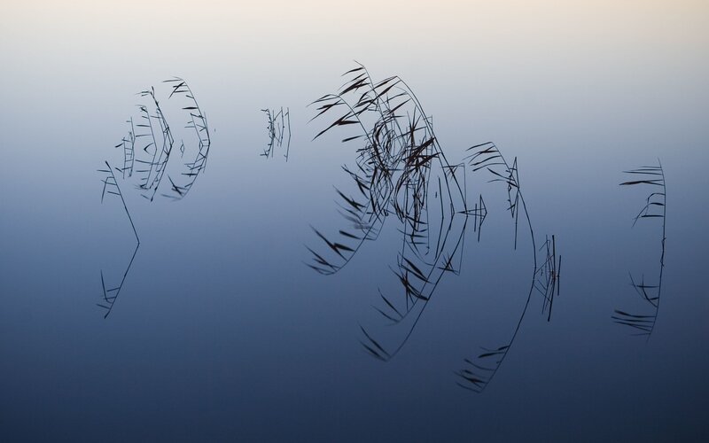 Reeds in Water — Blue, Serene, Sunset, Photograph, Sky