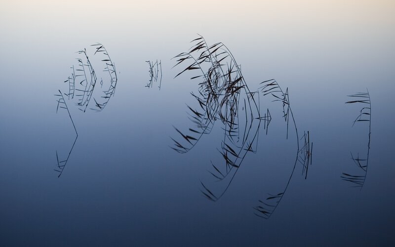 Reeds in Water — Blue, Serene