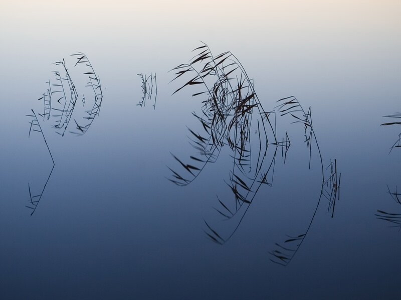 Reeds in Water — Blue