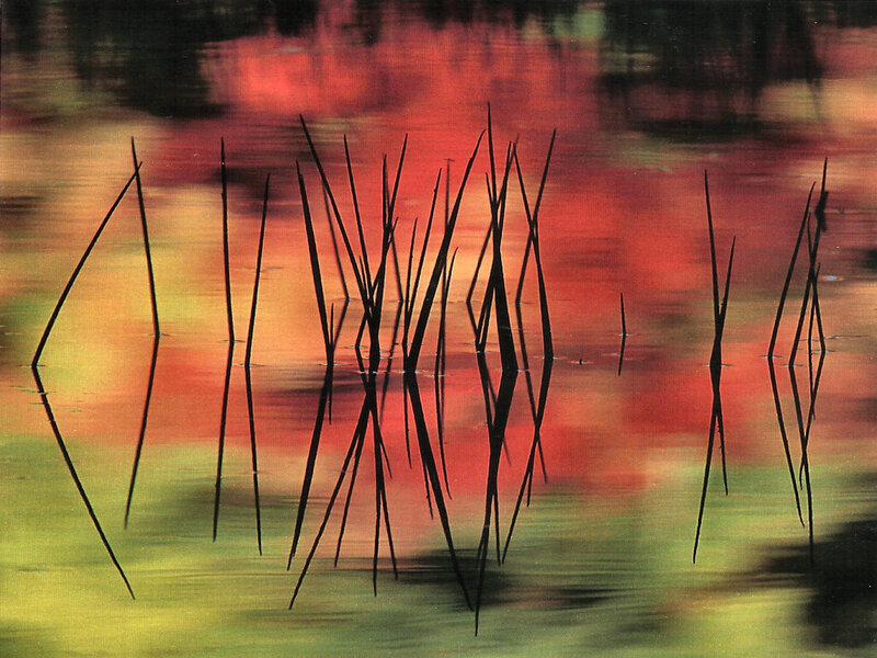 Reeds in Water